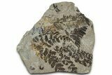 Fern (Pecopteris & Mariopteris) Nodule Pos/Neg - Mazon Creek #325902-2